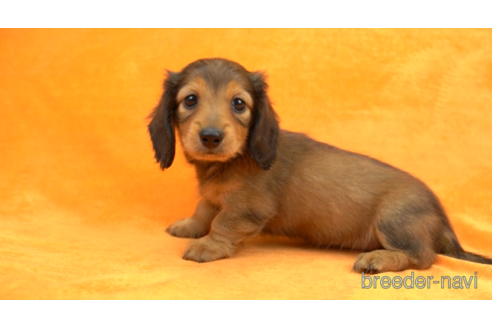 成約済の東京都のミニチュアダックスフンド(ロングヘアード)-154154の4枚目